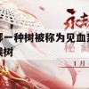 游戏攻略，神秘森林探险——揭秘见血封喉树的秘密